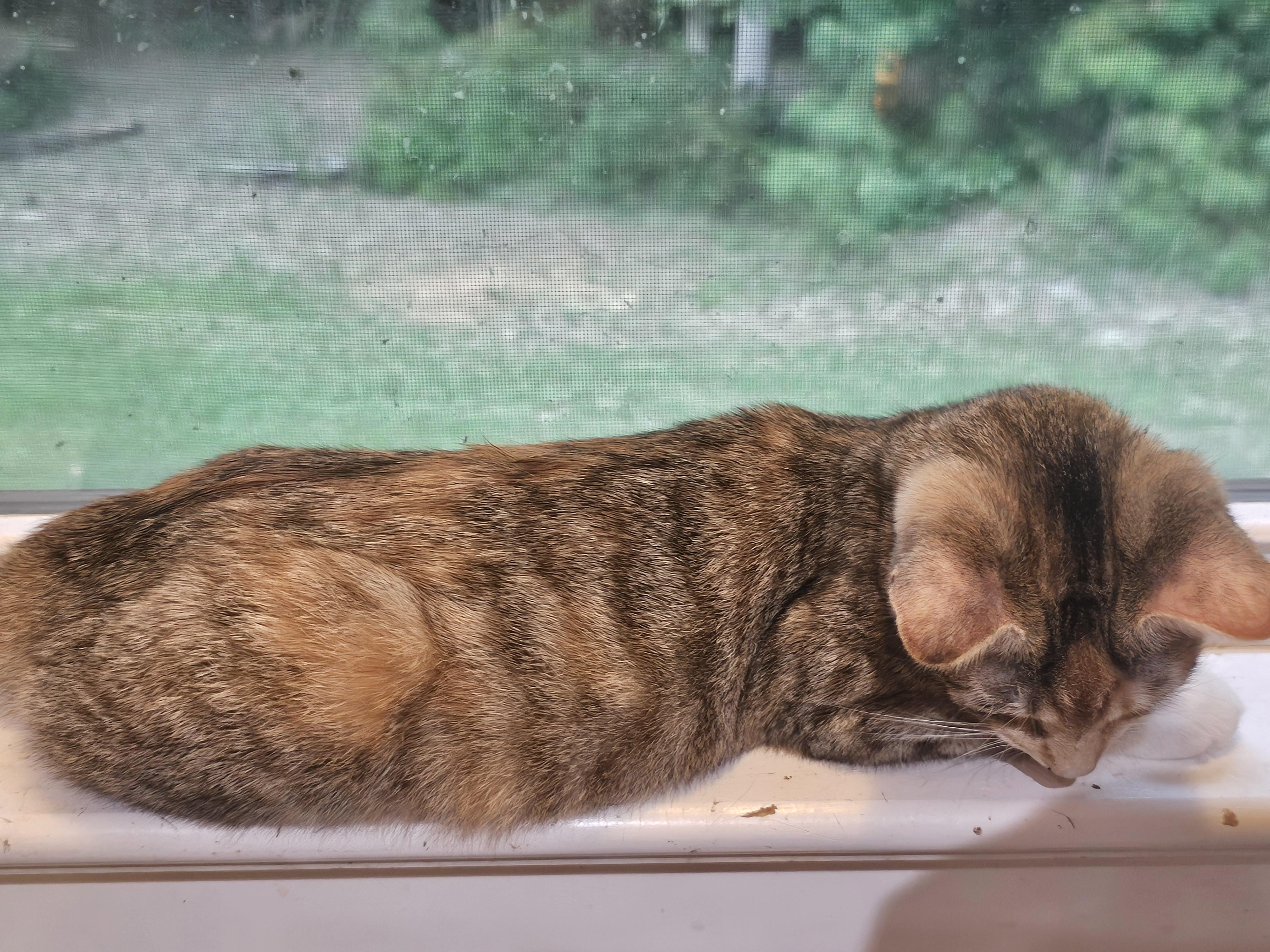 Hollyn, an adopted Domestic Short Hair in Richmond, VA image 6/6