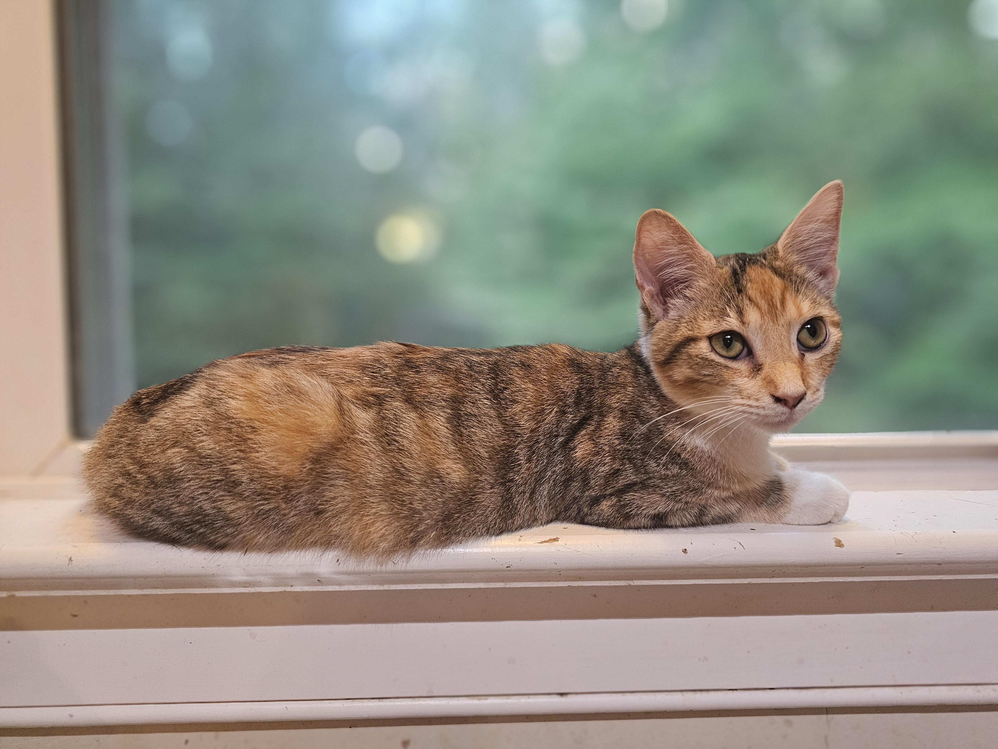 Hollyn, an adopted Domestic Short Hair in Richmond, VA image 1/6