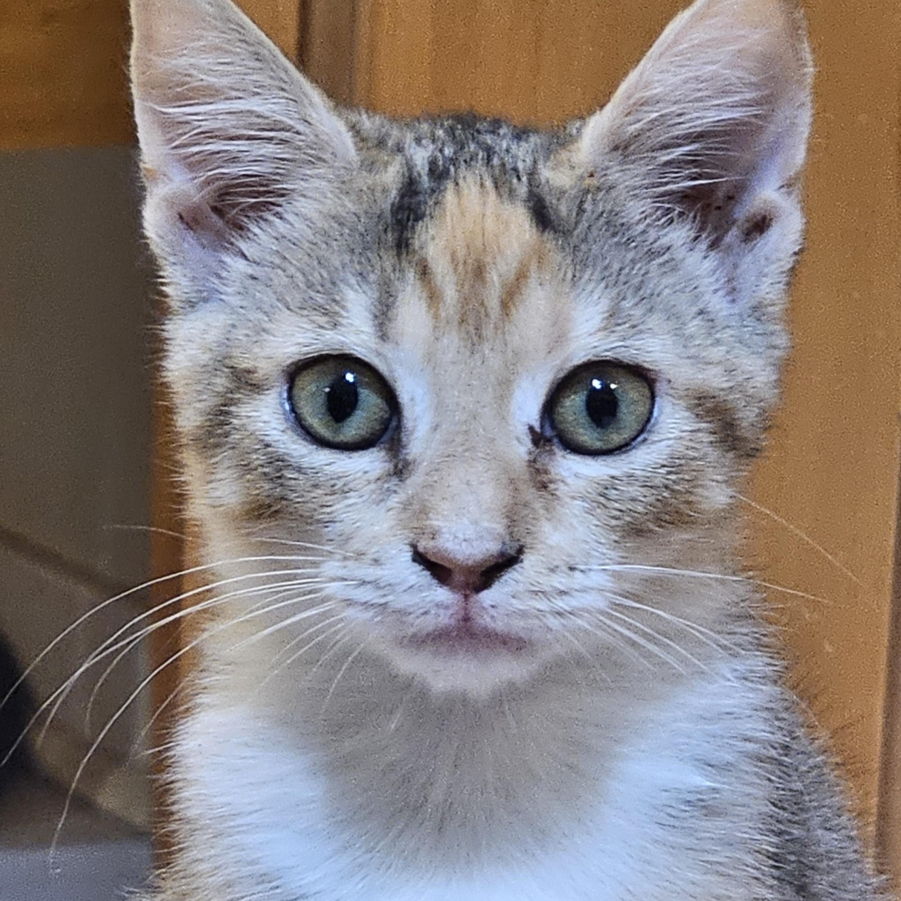 Hollyn, an adopted Domestic Short Hair in Richmond, VA image 4/6