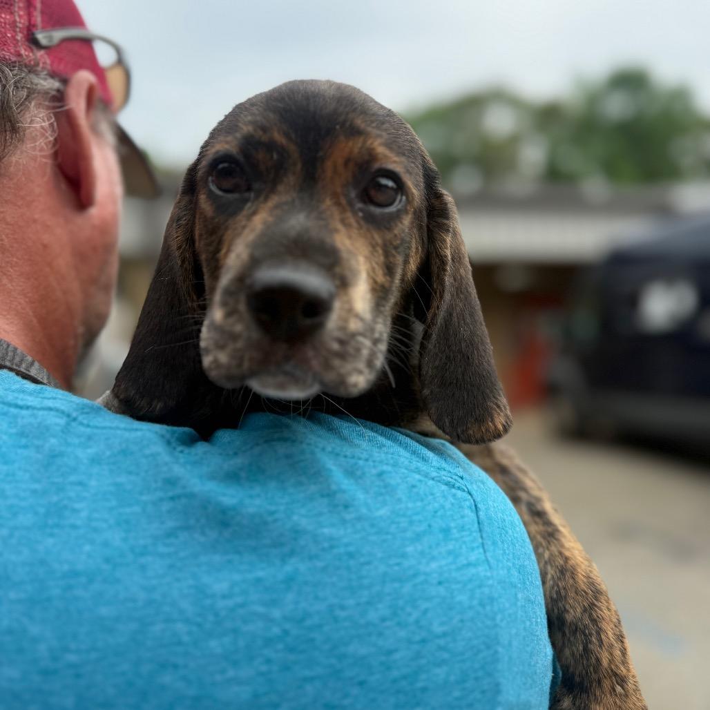 Enlarge Rihanna 1363, a Adoptable Mixed Breed in Hamilton, GA image 1/6