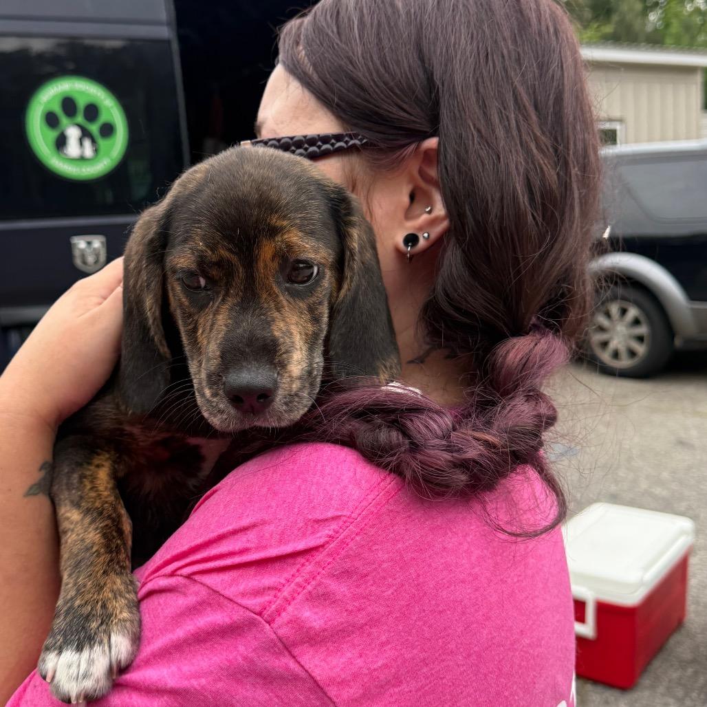 Enlarge Rihanna 1363, a Adoptable Mixed Breed in Hamilton, GA image 2/6