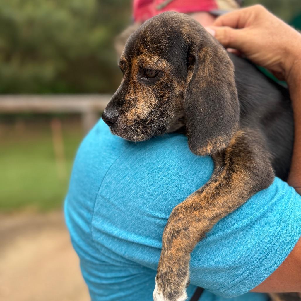 Enlarge Rihanna 1363, a Adoptable Mixed Breed in Hamilton, GA image 3/6