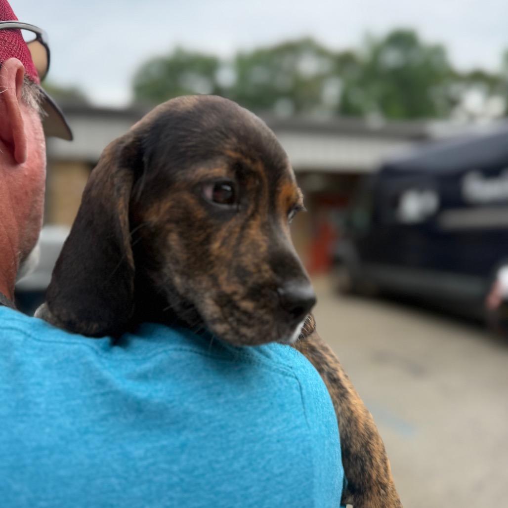 Enlarge Rihanna 1363, a Adoptable Mixed Breed in Hamilton, GA image 4/6