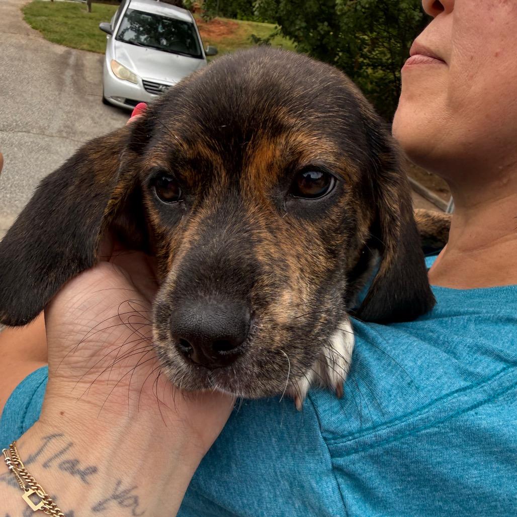 Enlarge Rihanna 1363, a Adoptable Mixed Breed in Hamilton, GA image 5/6