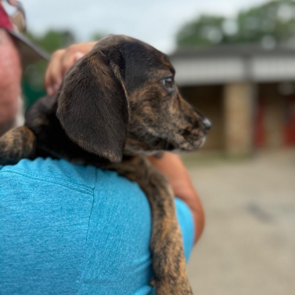 Enlarge Rihanna 1363, a Adoptable Mixed Breed in Hamilton, GA image 6/6