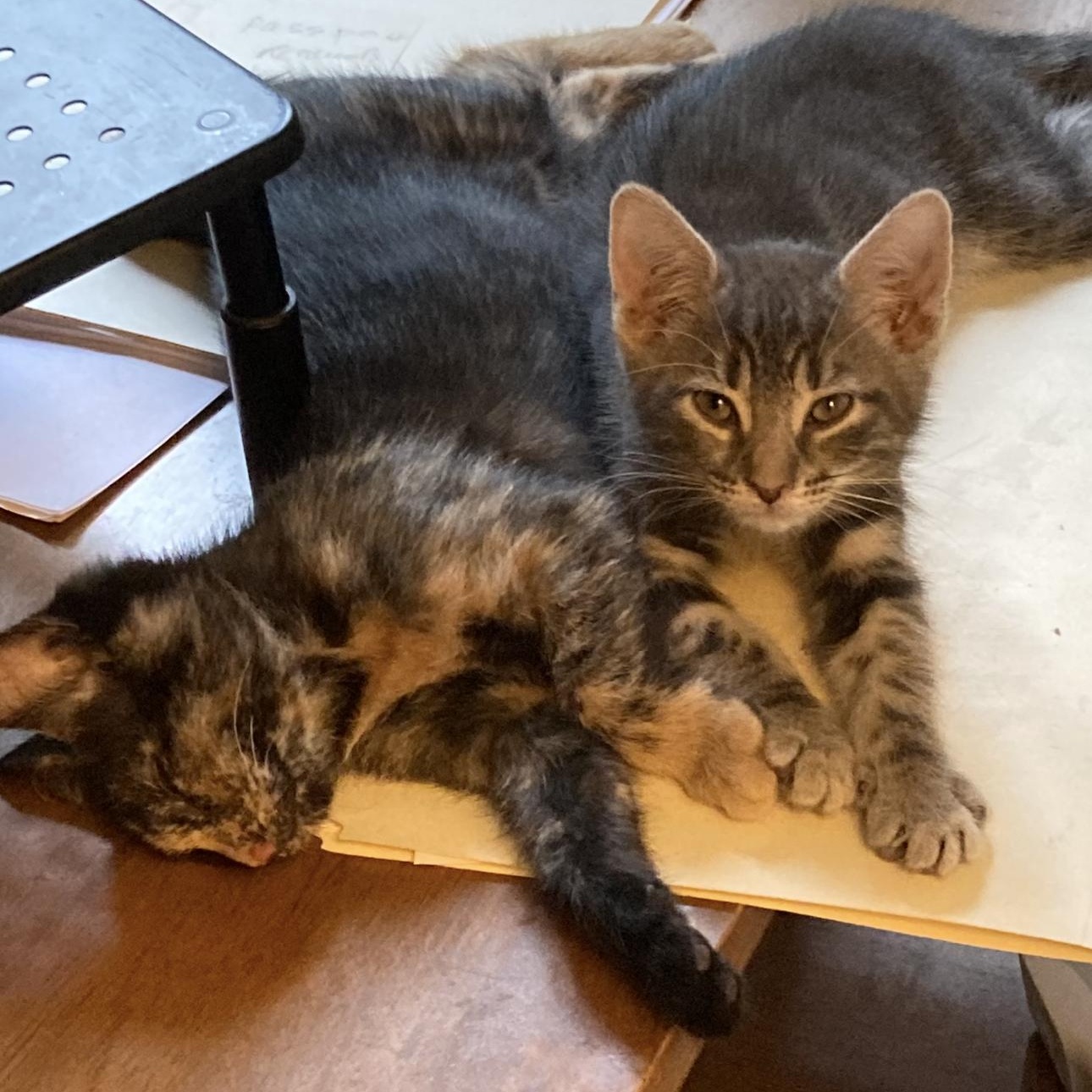 Kodai & Senga 1