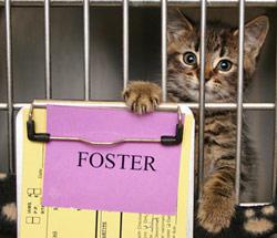Enlarge FOSTER HOMES NEEDED, a Adoptable Domestic Short Hair in Holbrook, NY image 1/2