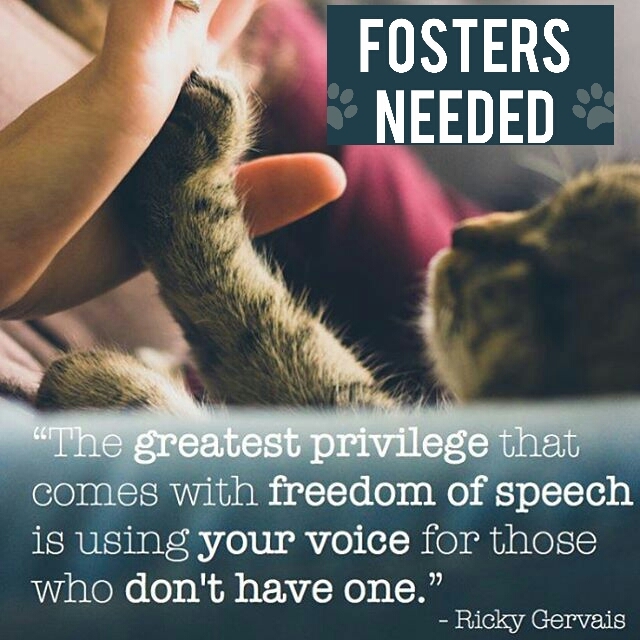 FOSTER HOMES NEEDED photo 1