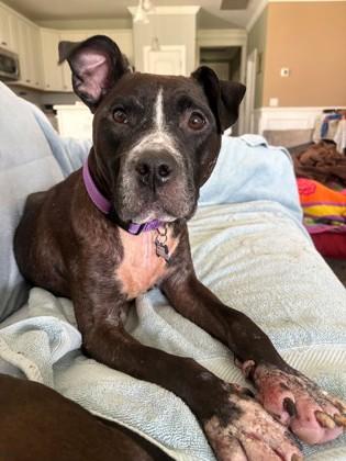 Enlarge 04700b Miss Molly - Adoption Ambassador, a Adoptable mixed breed in North Charleston, SC image 1/3