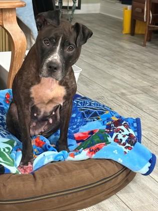 Enlarge 04700b Miss Molly - Adoption Ambassador, a Adoptable mixed breed in North Charleston, SC image 2/3