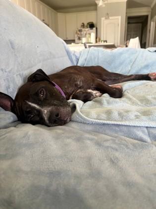 Enlarge 04700b Miss Molly - Adoption Ambassador, a Adoptable mixed breed in North Charleston, SC image 3/3