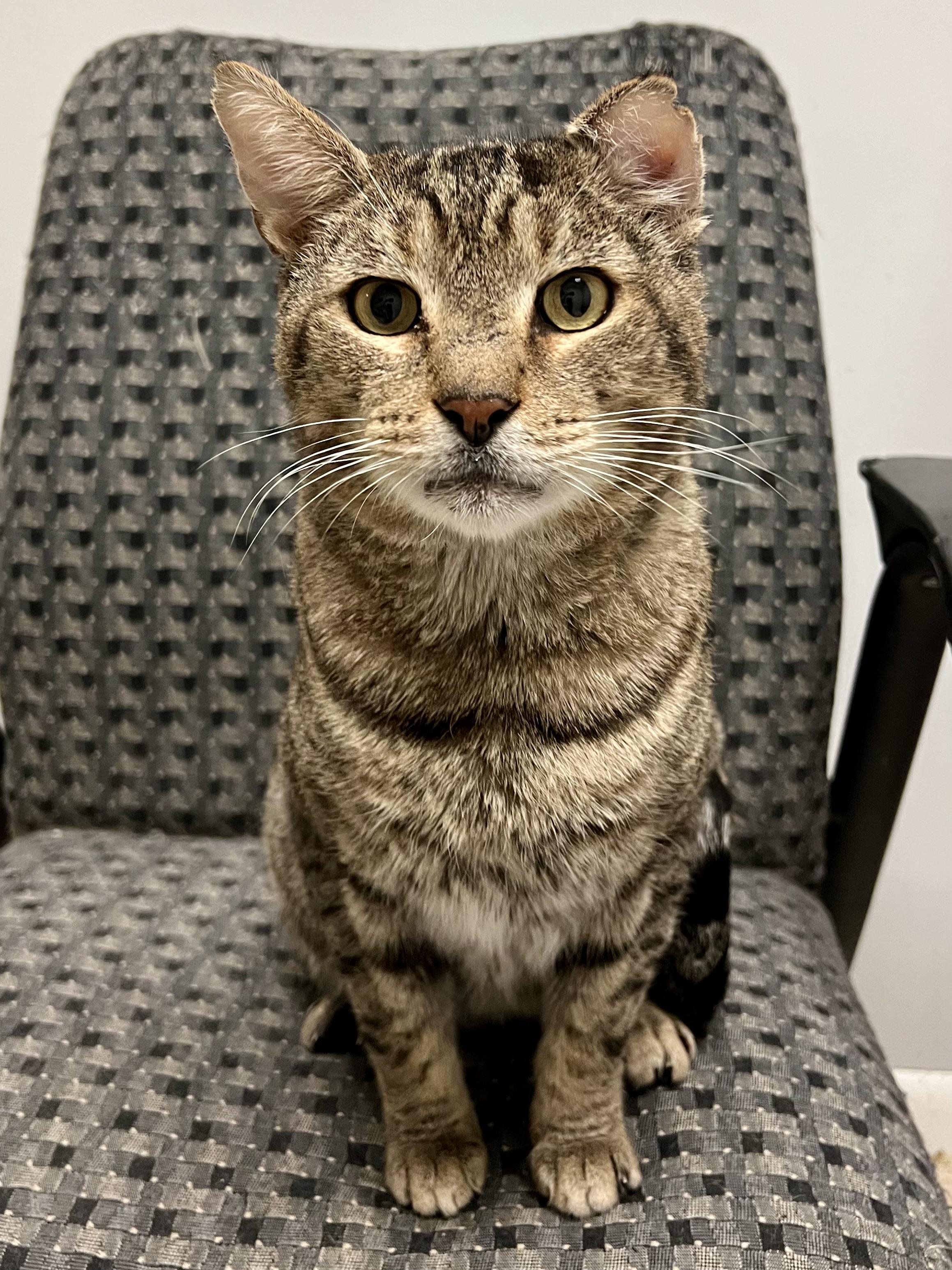 Biff, ADOPTABLE, Adult Male Domestic Short Hair.