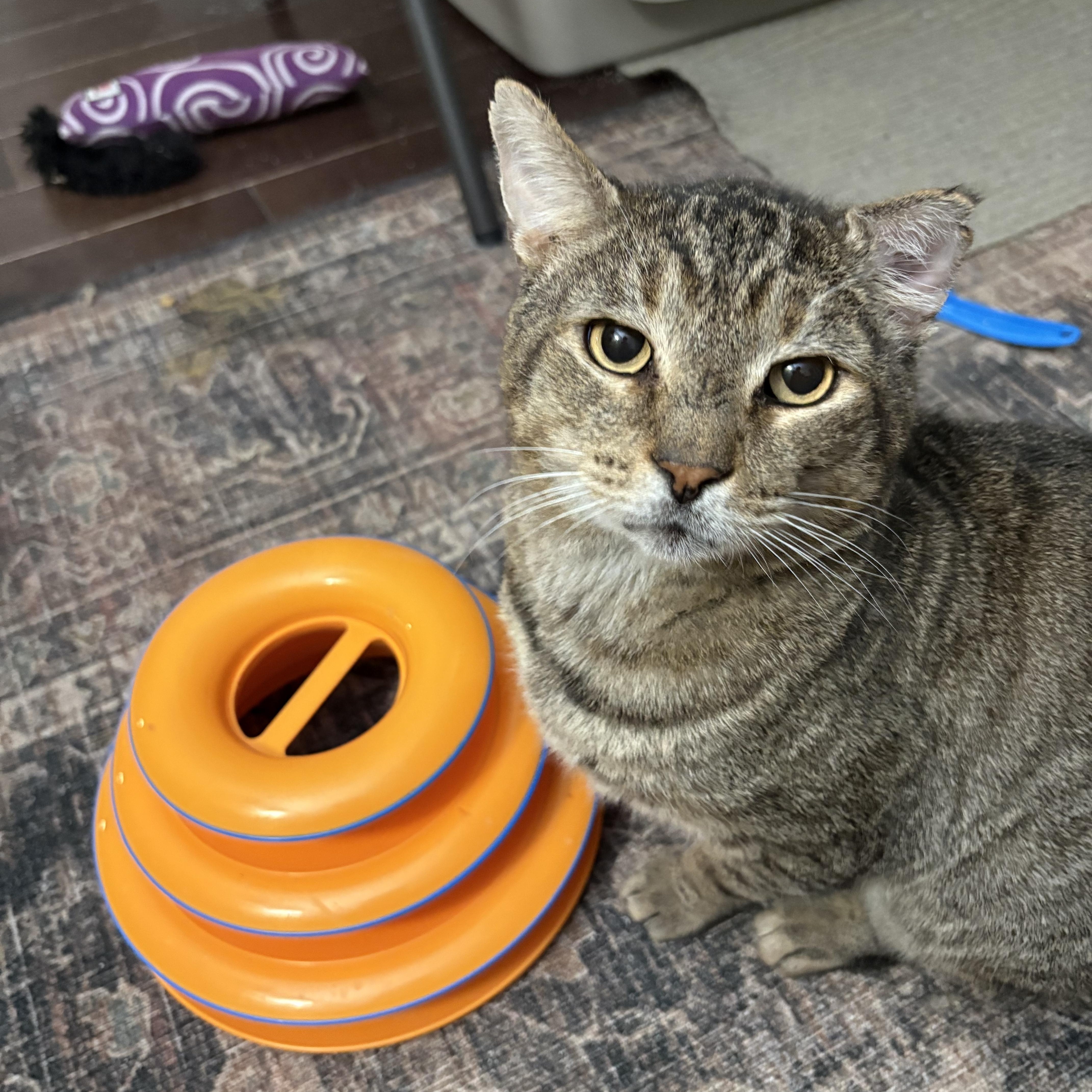 Enlarge Biff, a ADOPTABLE Domestic Short Hair in Warminster, PA image 2/5