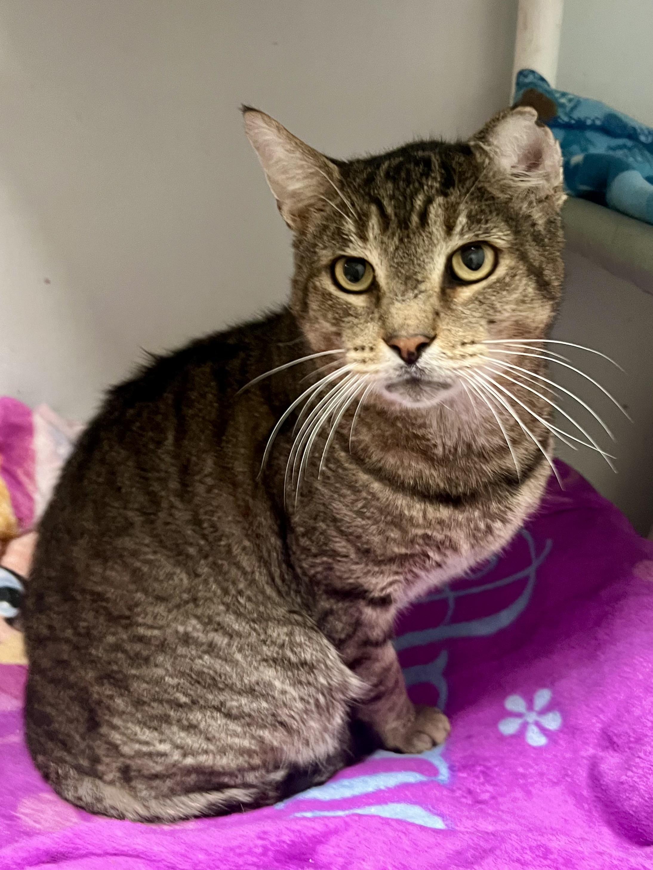 Enlarge Biff, a ADOPTABLE Domestic Short Hair in Warminster, PA image 5/5