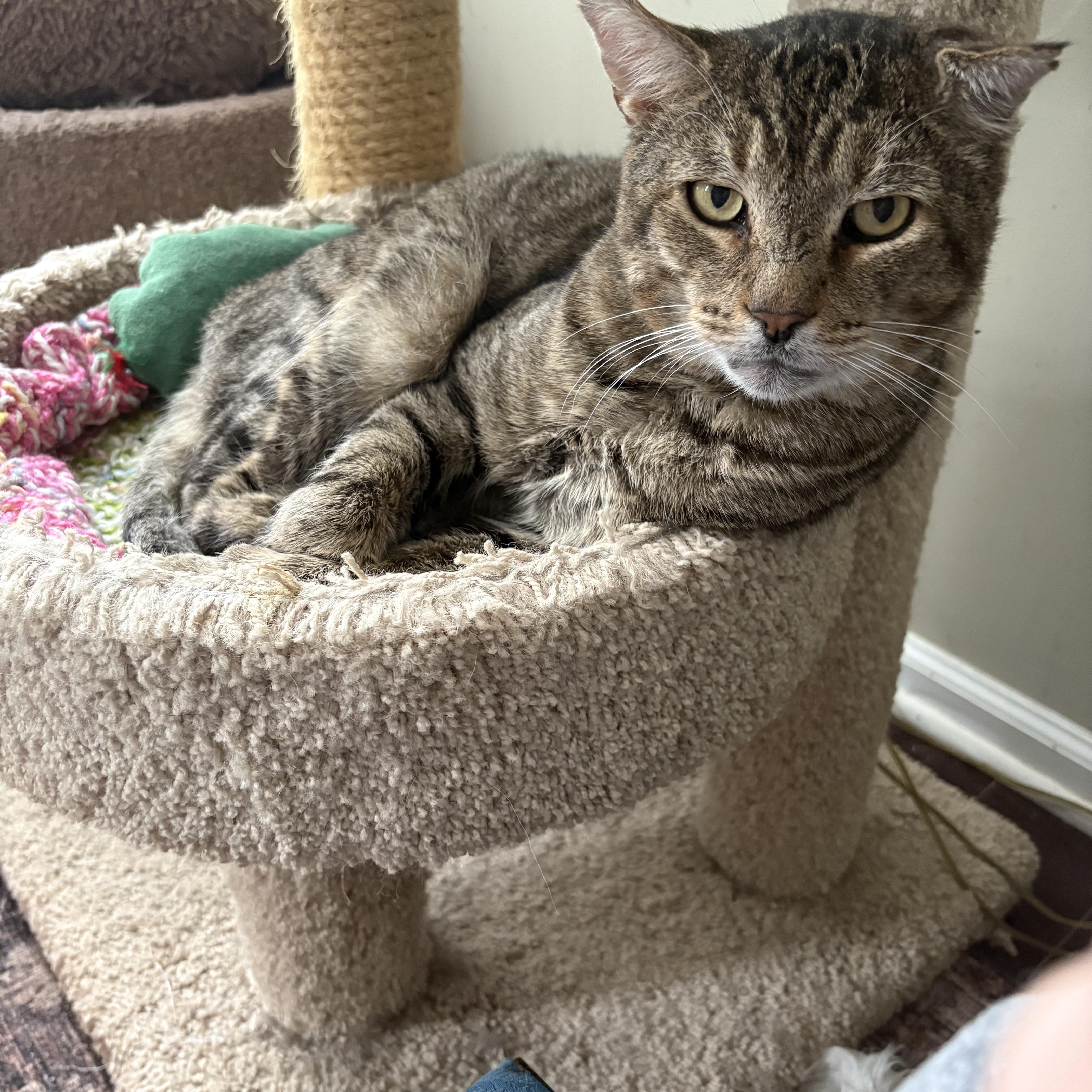 Enlarge Biff, a ADOPTABLE Domestic Short Hair in Warminster, PA image 4/5