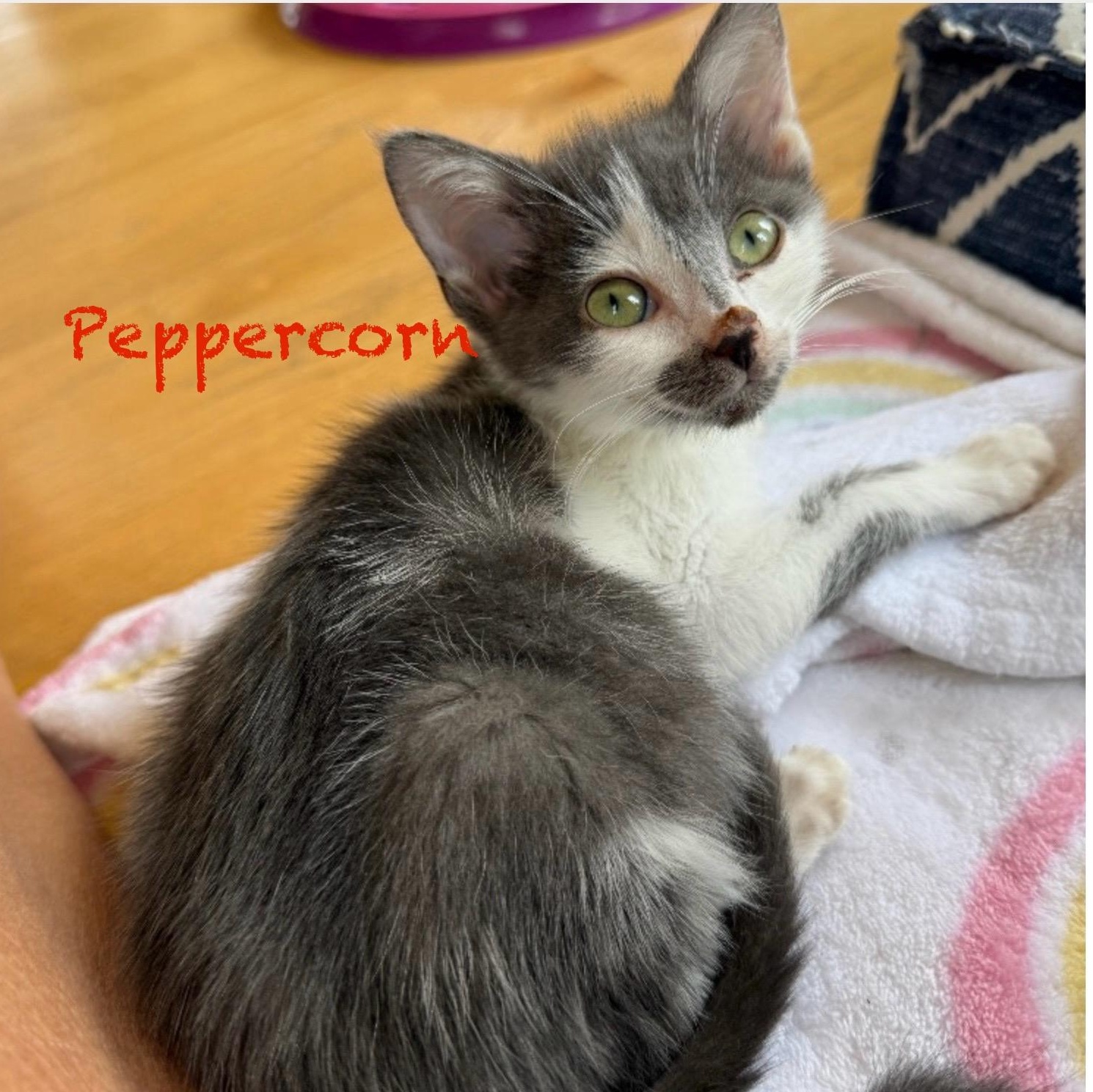 Peppercorn, an adoptable Domestic Short Hair in Palatine, IL image 2/3