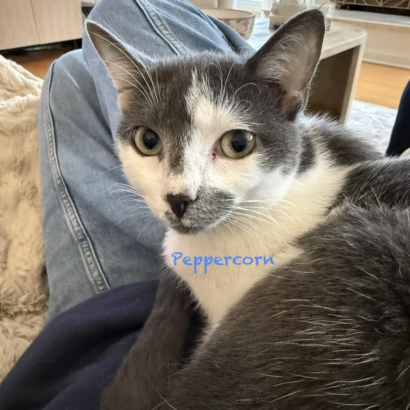 Peppercorn, adoptable, Young Female Domestic Short Hair.