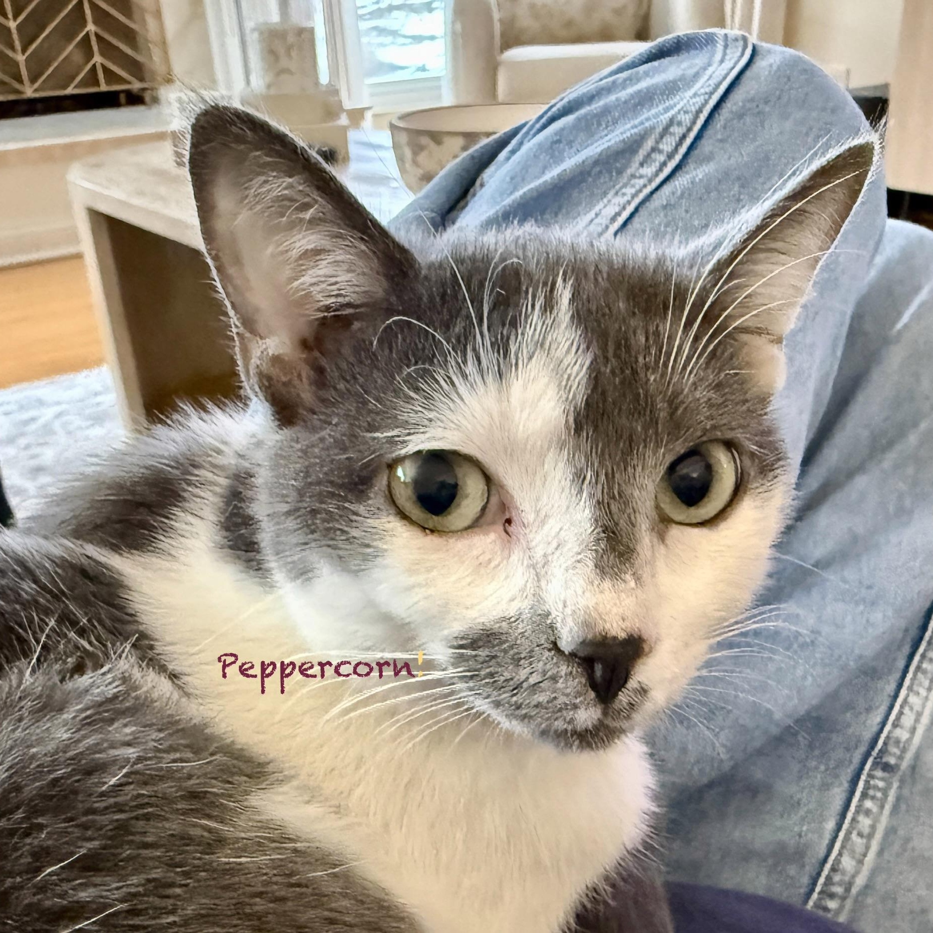 Peppercorn, an adoptable Domestic Short Hair in Palatine, IL image 3/3