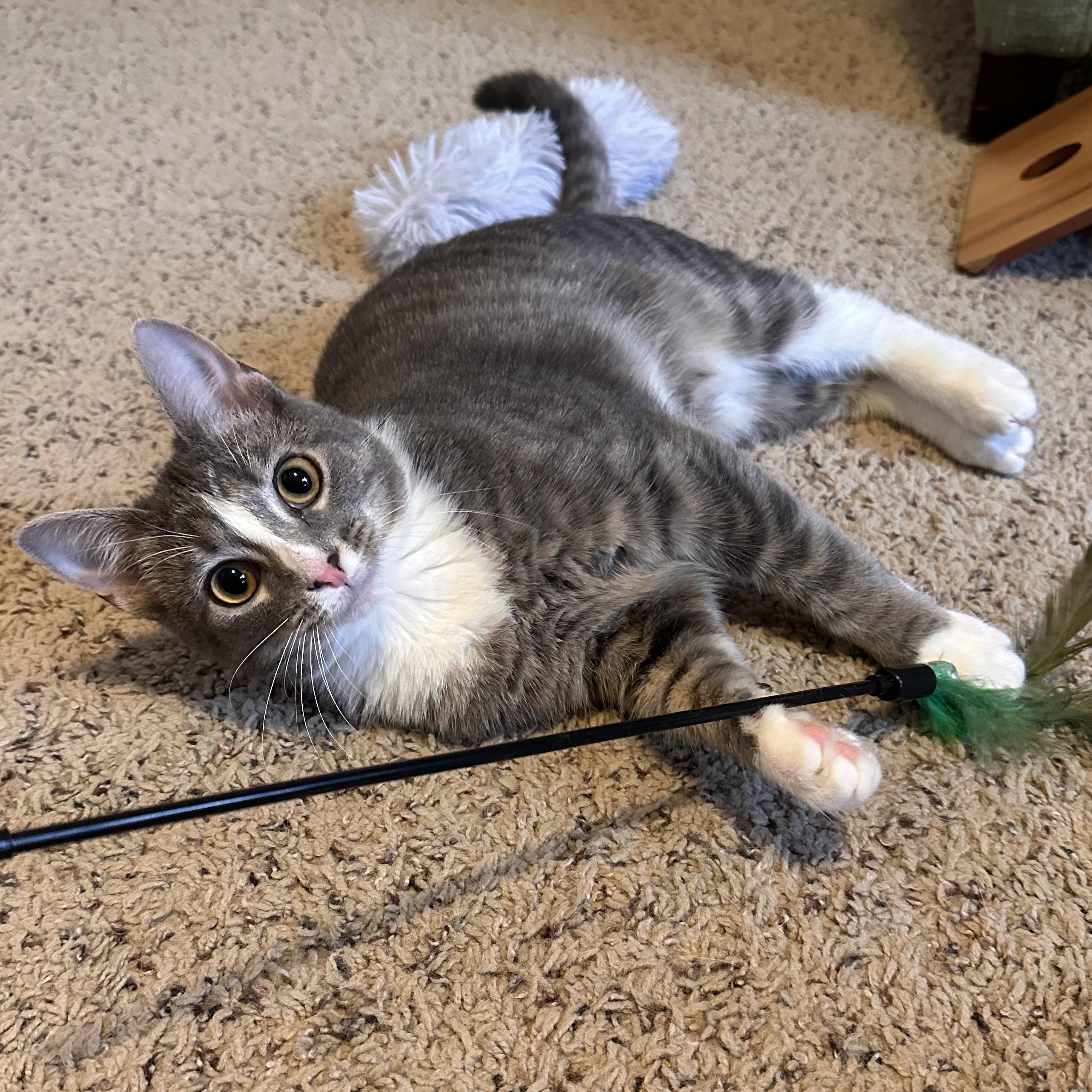 Holly, a ADOPTABLE Domestic Short Hair in Lexington, KY image 1/3