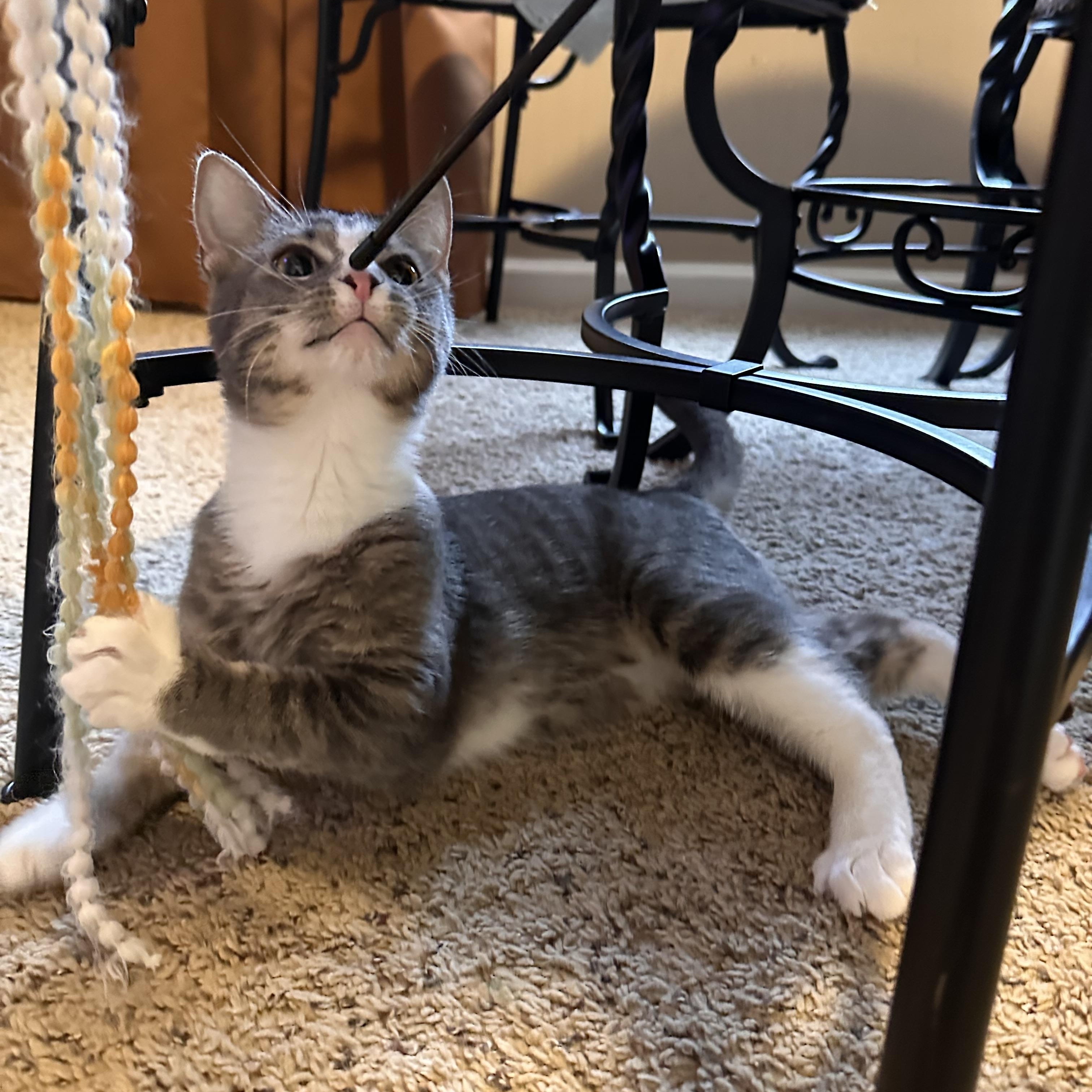 Holly, a ADOPTABLE Domestic Short Hair in Lexington, KY image 2/3