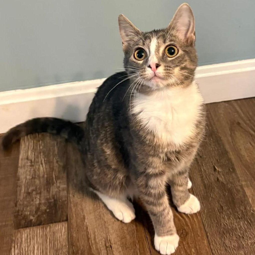 Holly, a ADOPTABLE Domestic Short Hair in Lexington, KY image 3/3