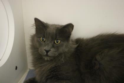 Salem (brady) thumbnail 2