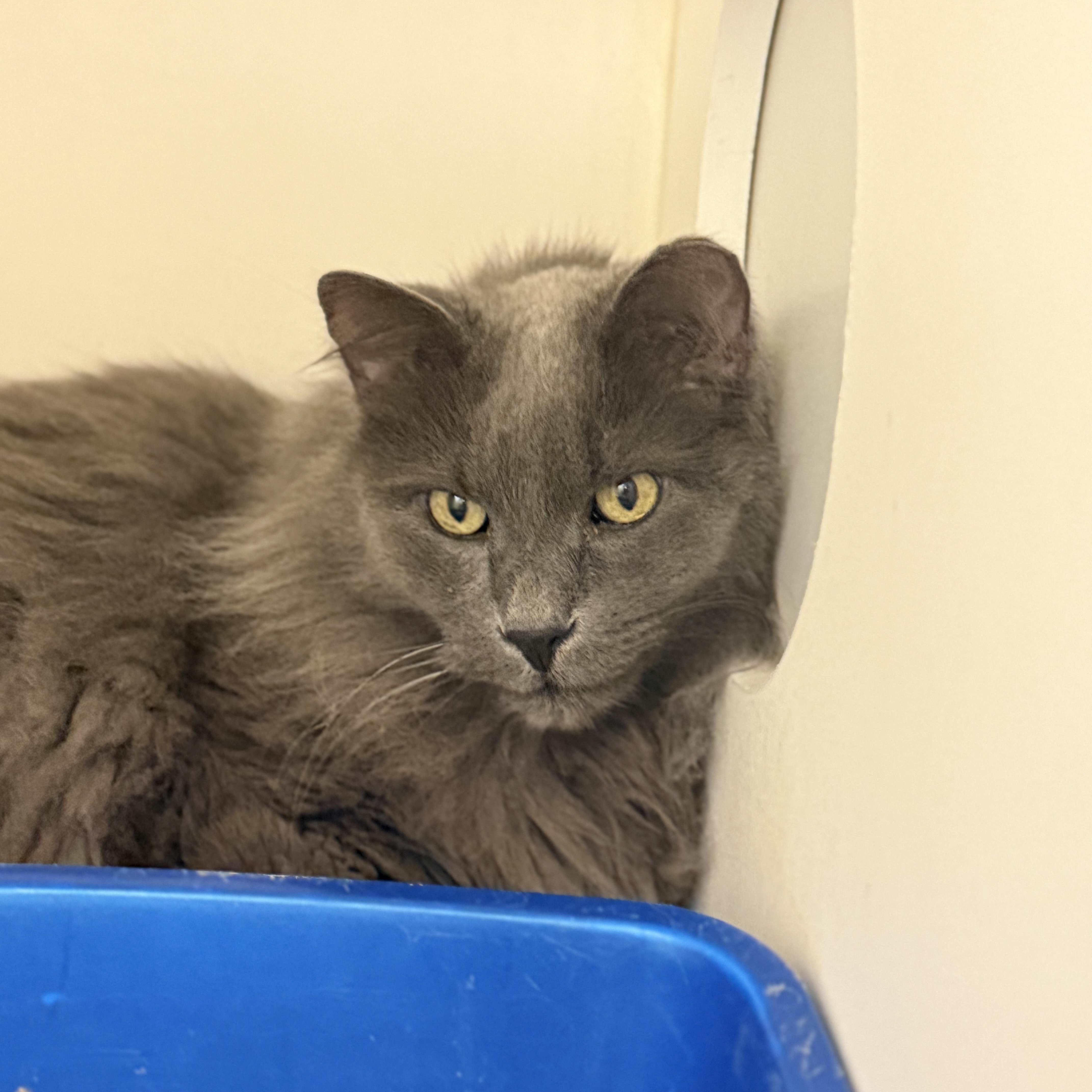 Salem (brady) thumbnail 1