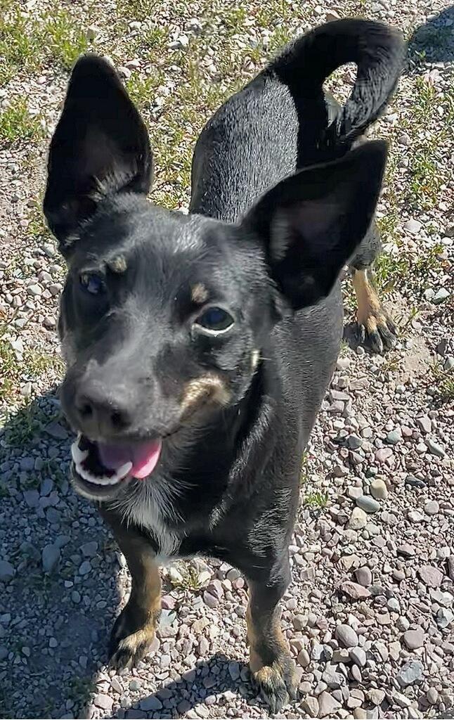 Gracie, a ADOPTABLE mixed breed in Polson, MT image 2/2