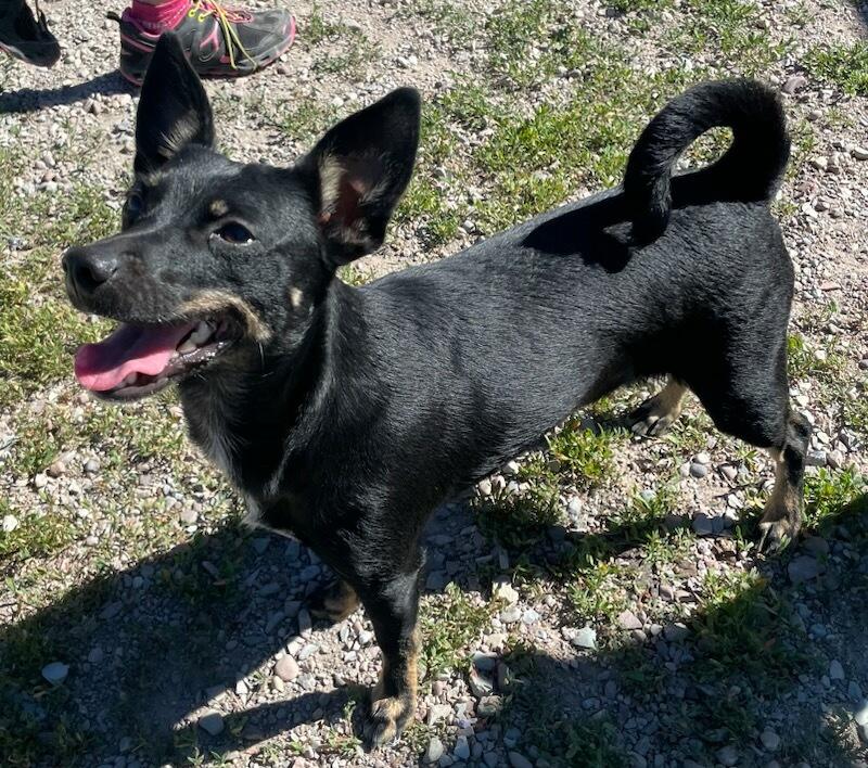 Gracie, ADOPTABLE, Young Female Miniature Pinscher.