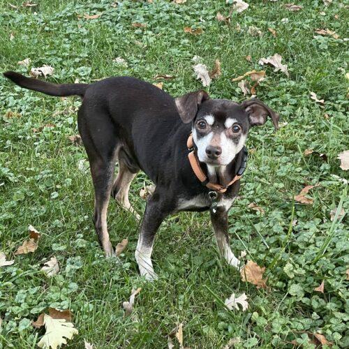 Enlarge Earl, a Adoptable mixed breed in Lincolnshire, IL image 1/4