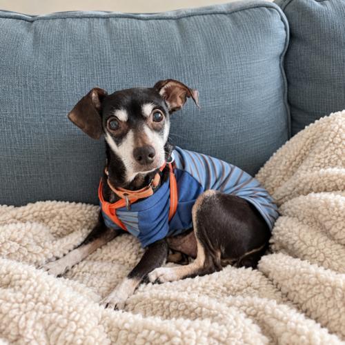 Enlarge Earl, a Adoptable mixed breed in Lincolnshire, IL image 3/4