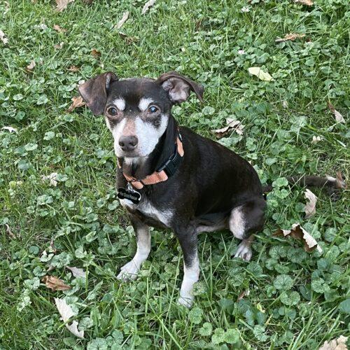 Enlarge Earl, a Adoptable mixed breed in Lincolnshire, IL image 4/4