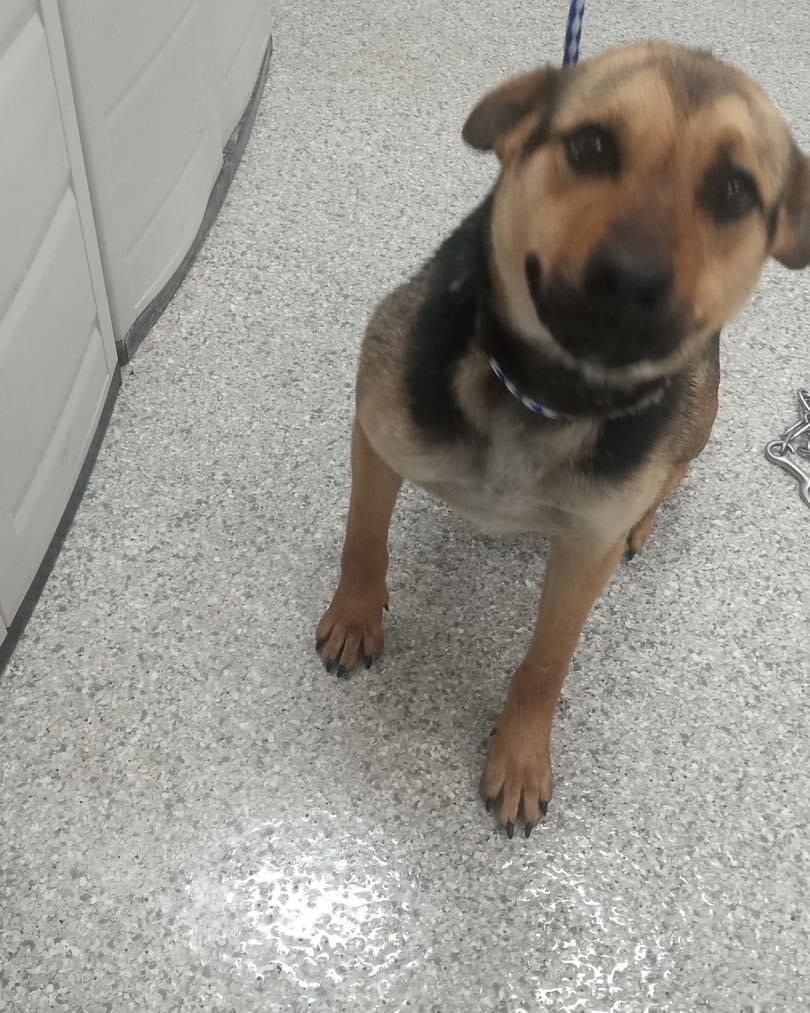Enlarge Molly, a Adoptable mixed breed in Auburn, IN image 1/1