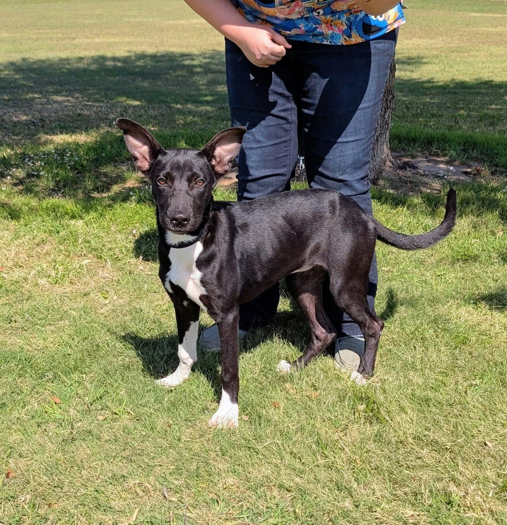 Enlarge Jade, a Adoptable mixed breed in Cleburne, TX image 3/3