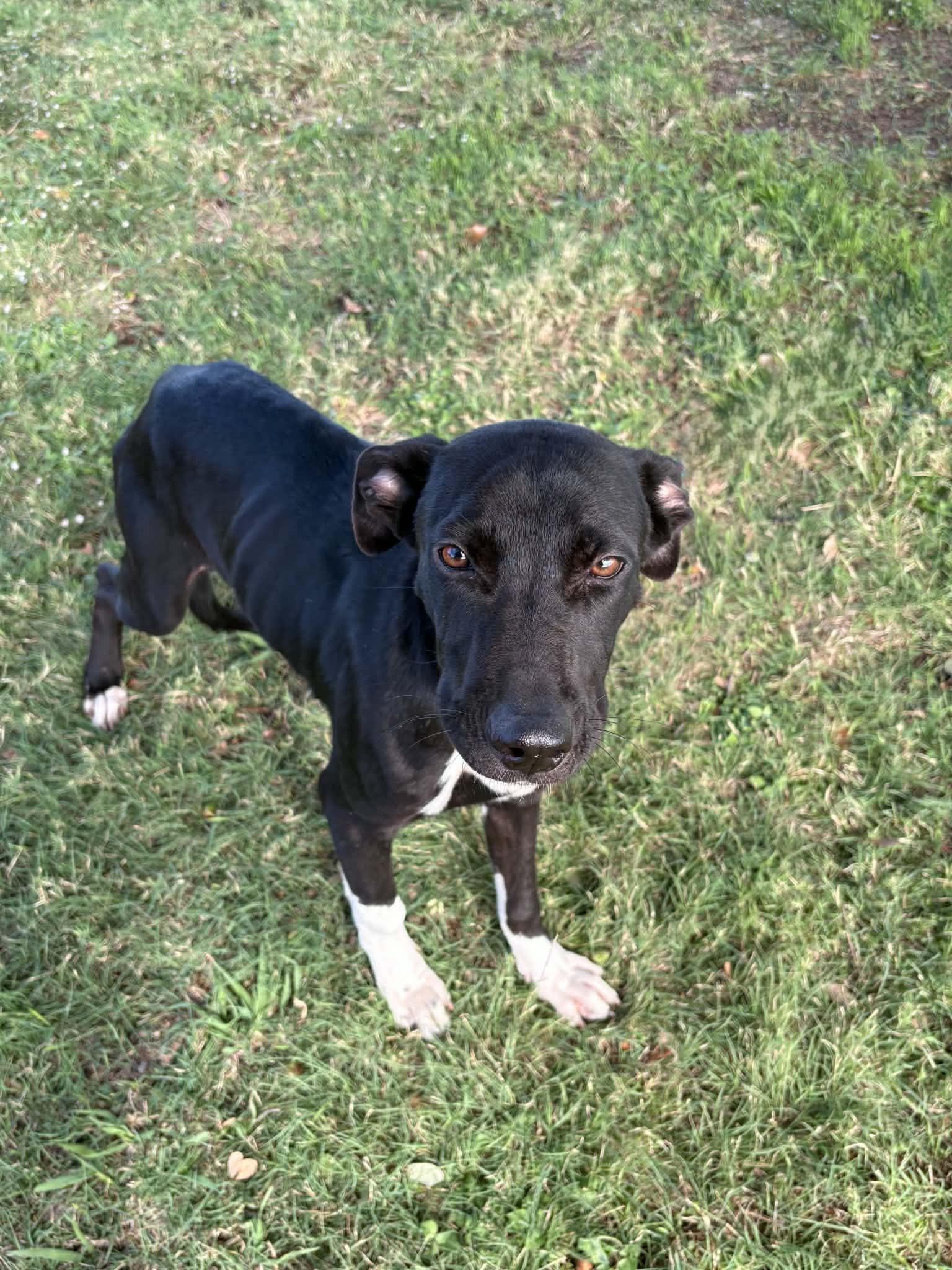 Enlarge Jade, a Adoptable mixed breed in Cleburne, TX image 2/3