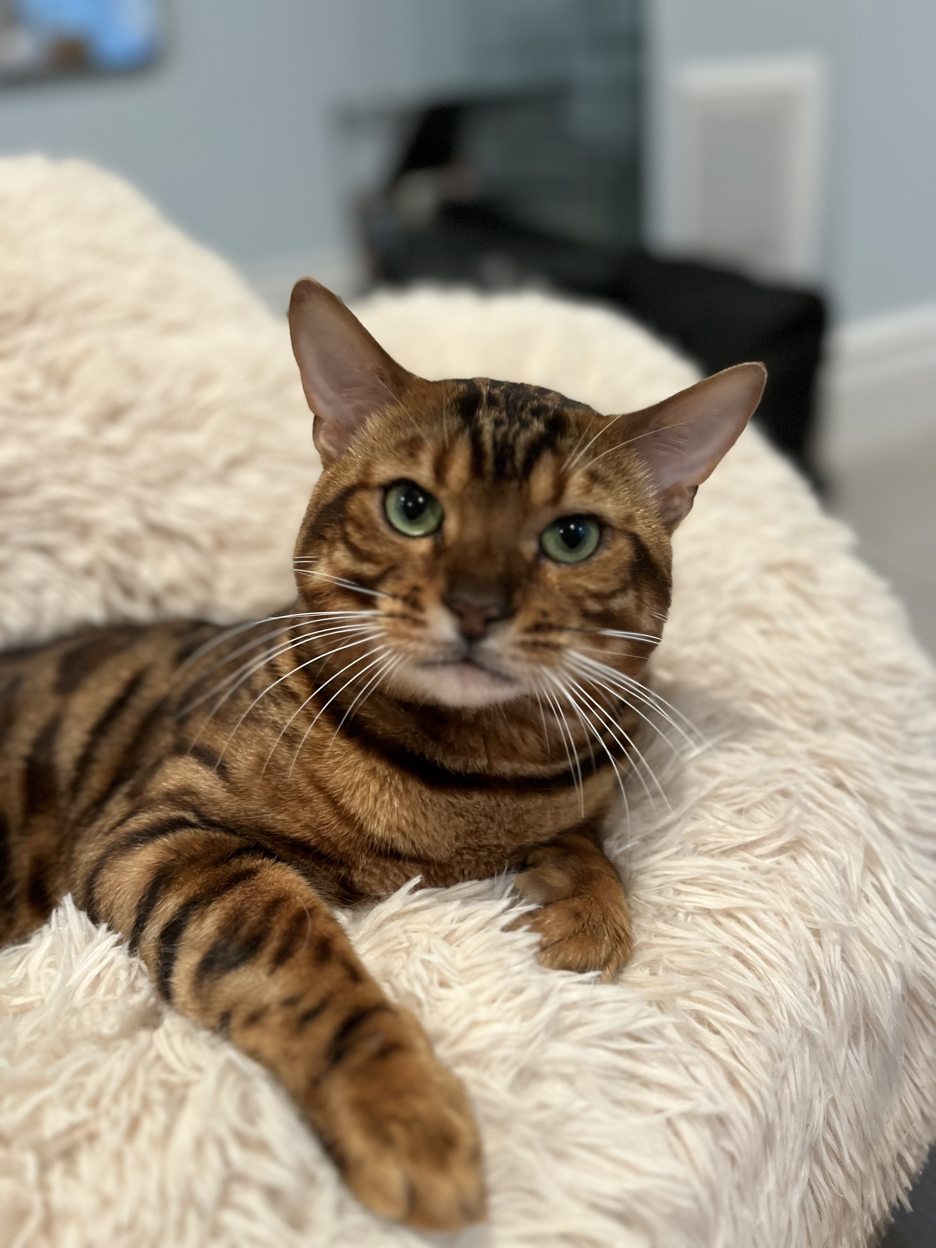 Echo, Adopted, Adult Male Bengal.