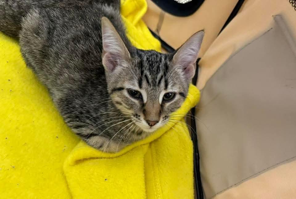 Enlarge Hector , an adoptable Domestic Short Hair in Hamburg, NY image 1/2