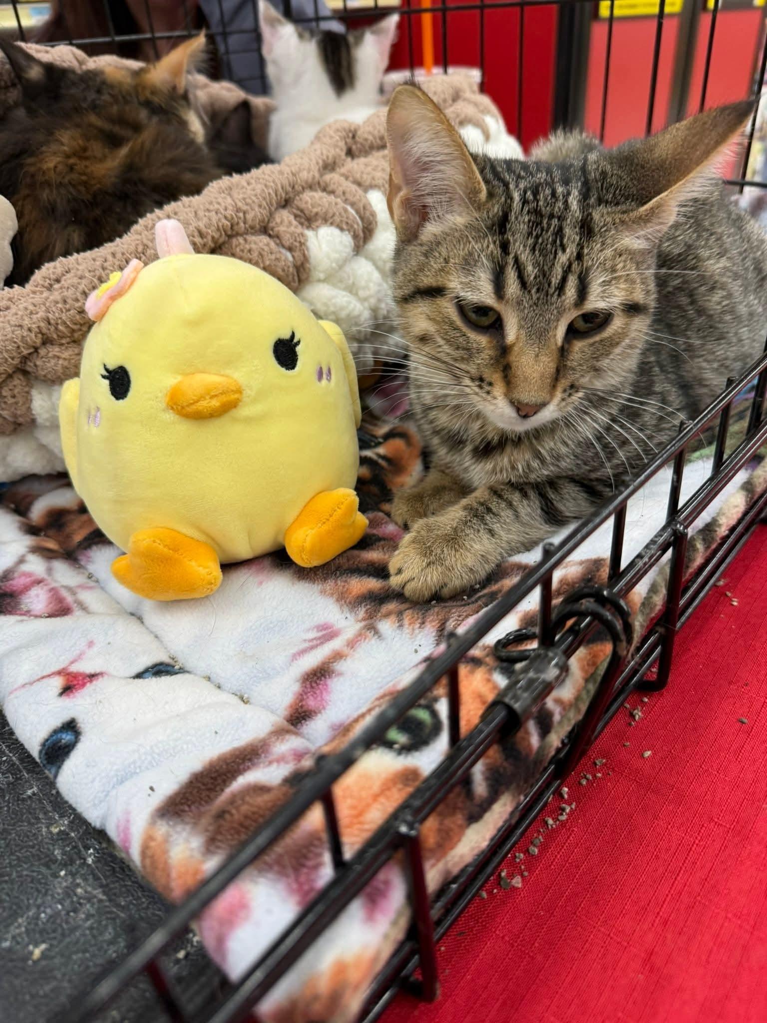 Enlarge Hector , an adoptable Domestic Short Hair in Hamburg, NY image 2/2