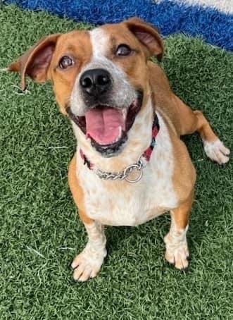 Enlarge Jasper, a Adoptable mixed breed in Gainesville, GA image 1/2