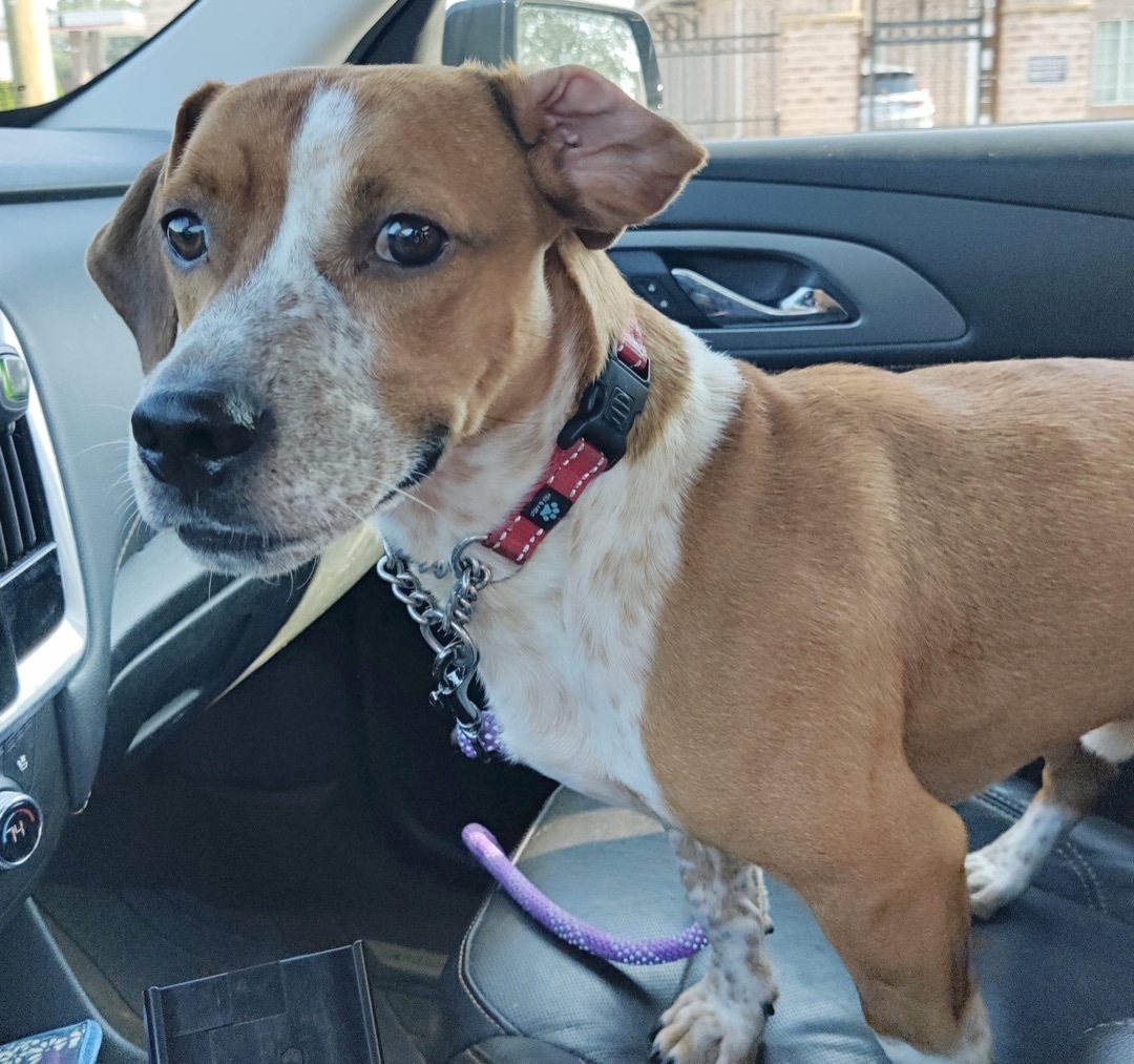 Enlarge Jasper, a Adoptable mixed breed in Gainesville, GA image 2/2