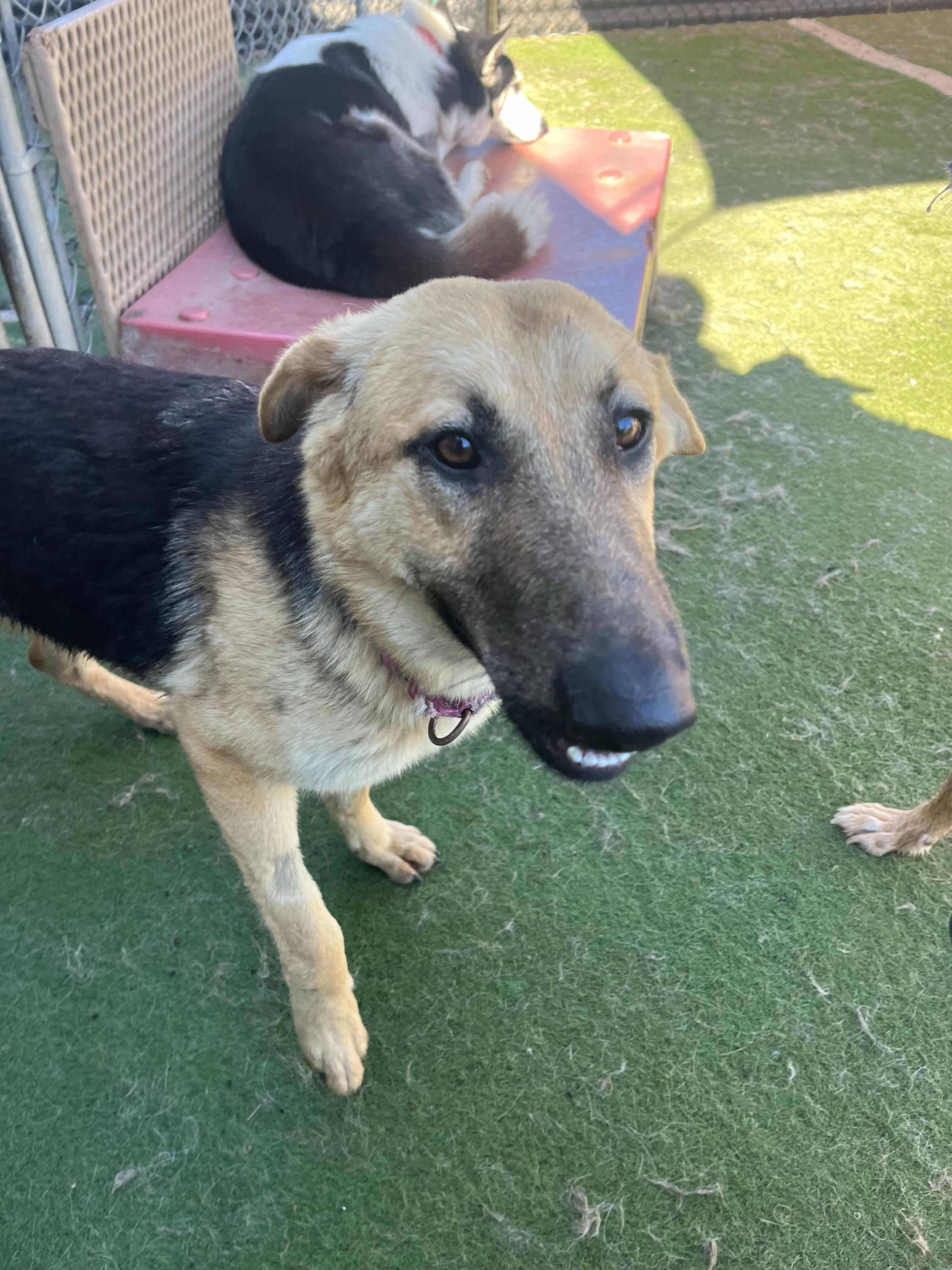 Enlarge Rocket, a ADOPTABLE German Shepherd Dog in San Rafael, CA image 6/6