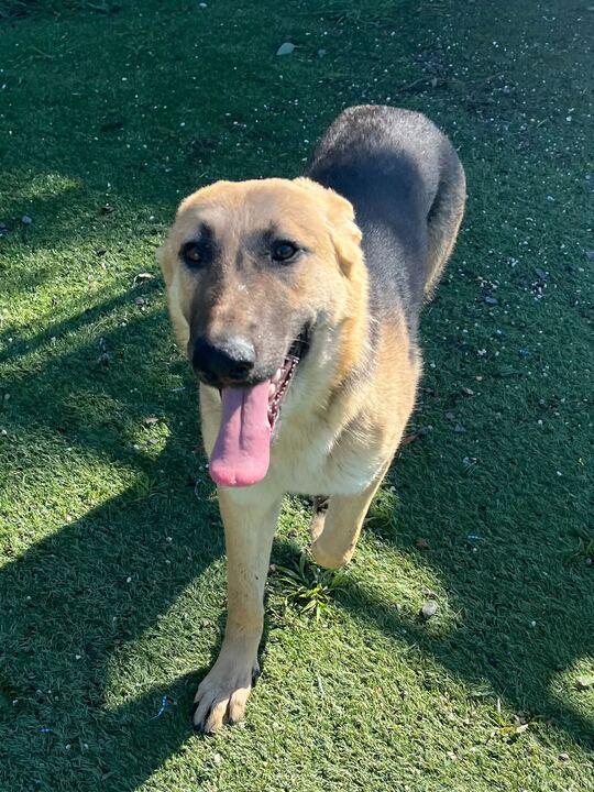 Enlarge Rocket, a ADOPTABLE German Shepherd Dog in San Rafael, CA image 3/6