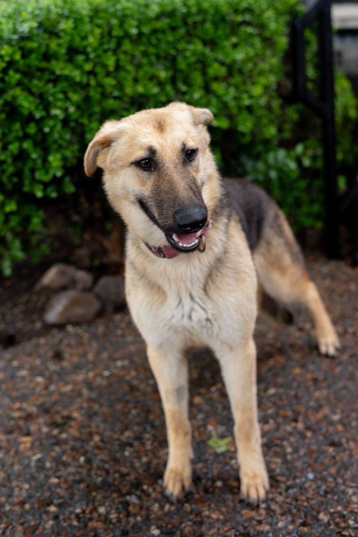 Enlarge Rocket, a ADOPTABLE German Shepherd Dog in Rohnert Park, CA image 1/5