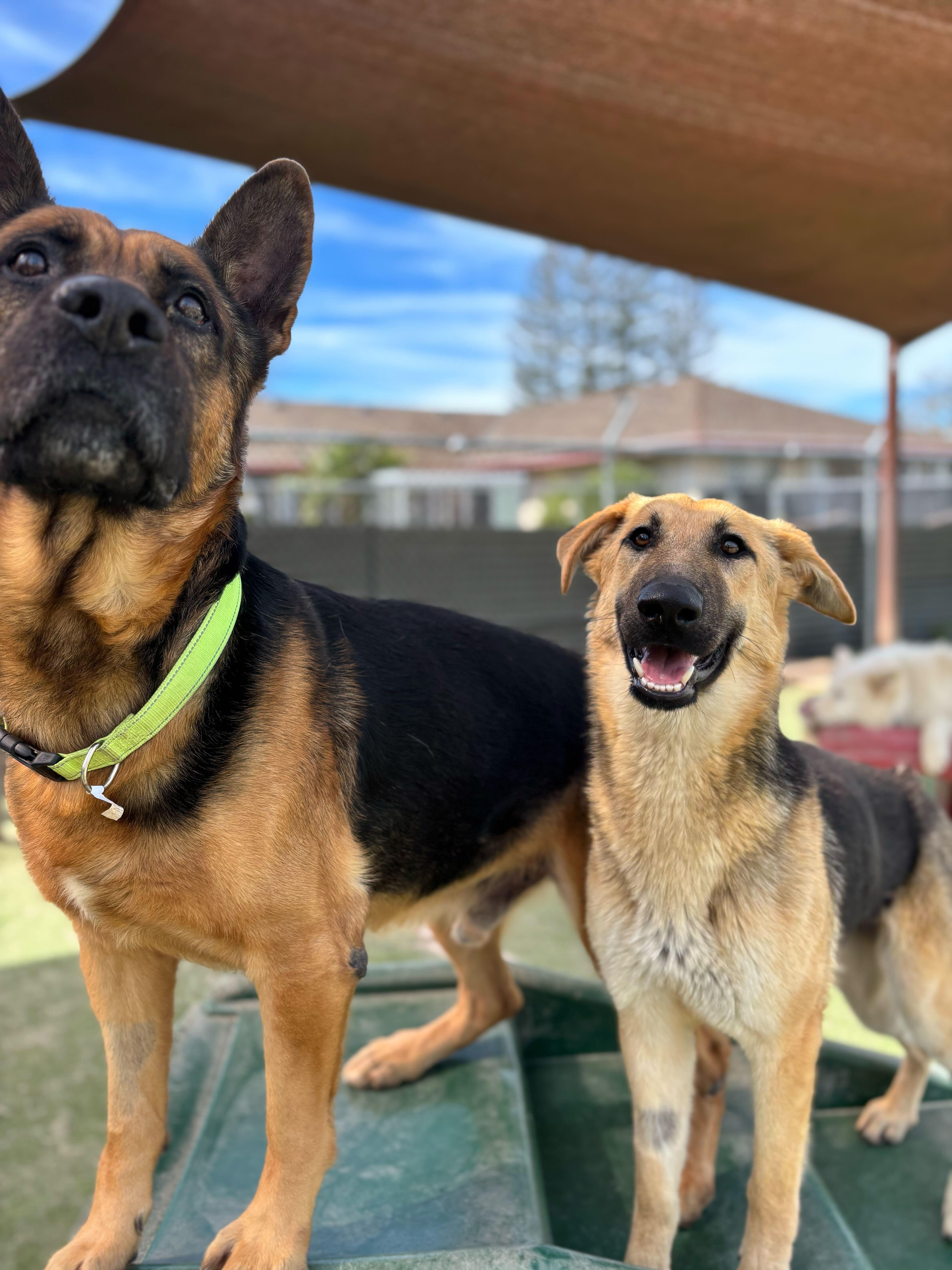 Enlarge Rocket, a ADOPTABLE German Shepherd Dog in San Rafael, CA image 5/6