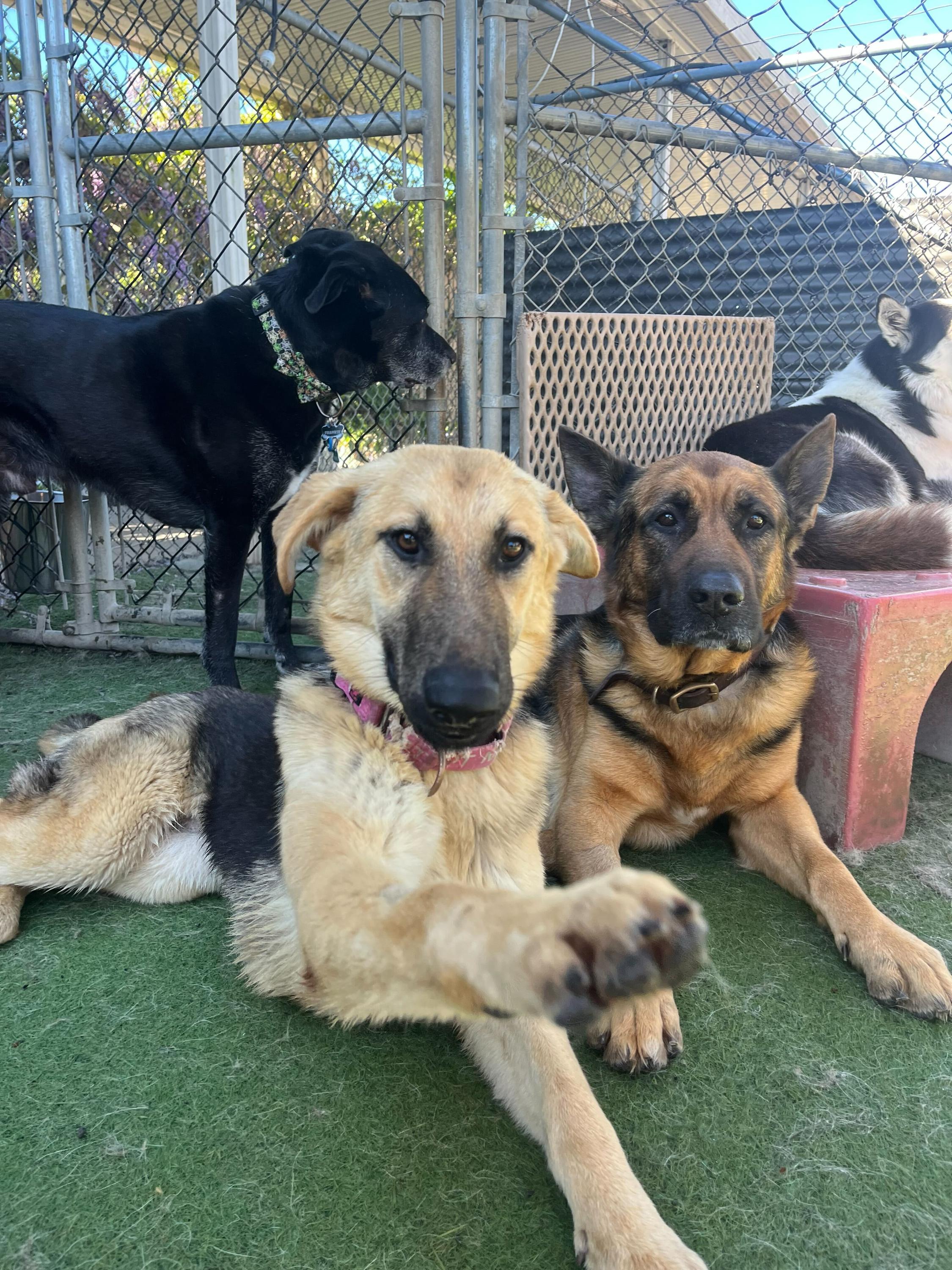 Enlarge Rocket, a ADOPTABLE German Shepherd Dog in San Rafael, CA image 2/6