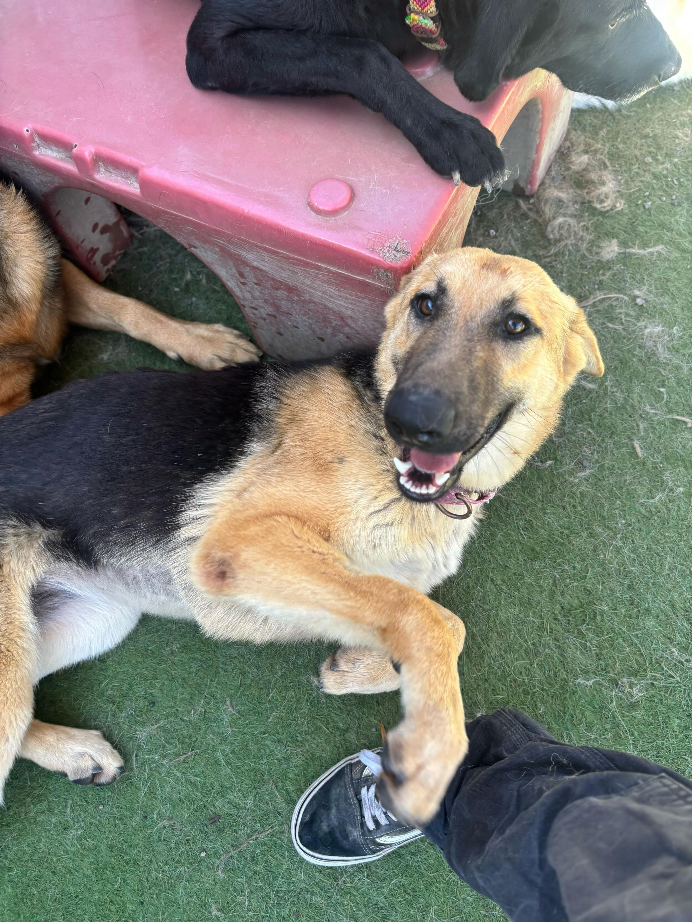 Rocket, ADOPTABLE, Young Female German Shepherd Dog.