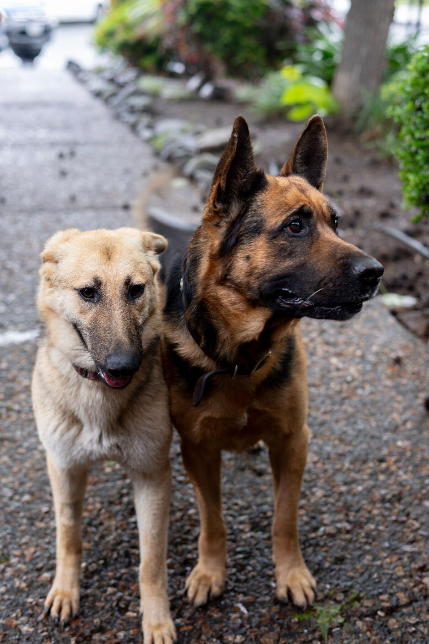 Enlarge Rocket, a ADOPTABLE German Shepherd Dog in Rohnert Park, CA image 4/5