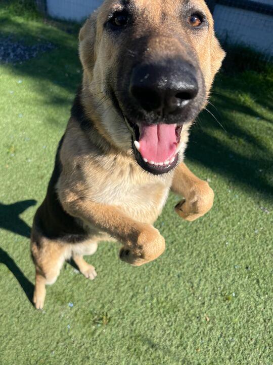 Enlarge Rocket, a ADOPTABLE German Shepherd Dog in San Rafael, CA image 4/6
