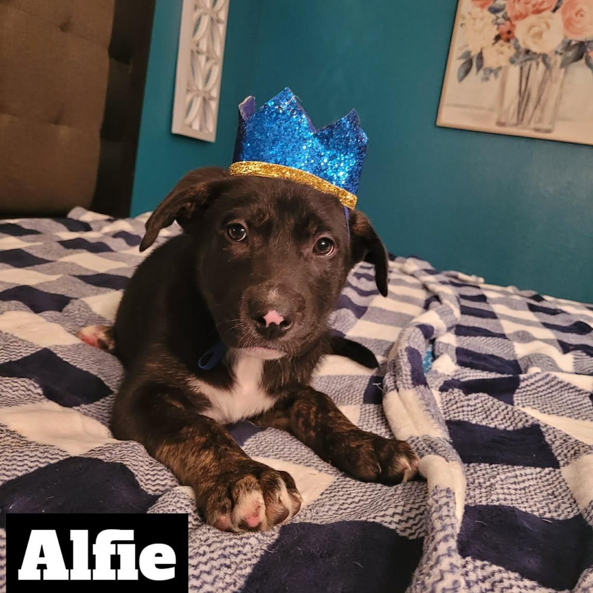 Alfie — thumbnail 4