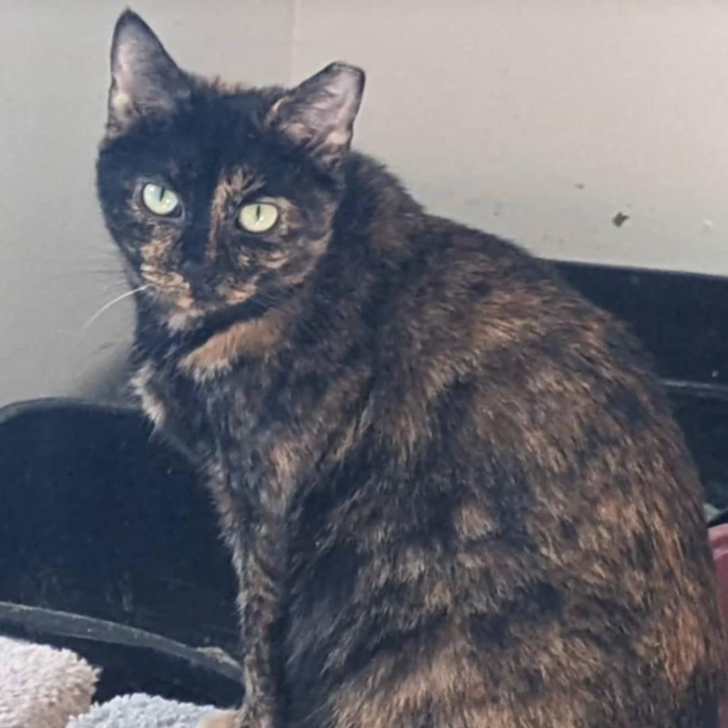 Enlarge Velveeta, a Adoptable Domestic Short Hair in Pittsburgh, PA image 1/2